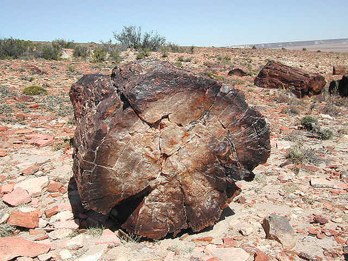 Monumento Natural Bosques Petrificados
